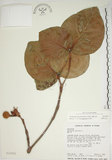 中文名:欖仁舅(S012992)學名:Neonauclea reticulata (Havil.) Merr.(S012992)英文名:Flase Indian Almond