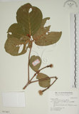 中文名:欖仁舅(S017427)學名:Neonauclea reticulata (Havil.) Merr.(S017427)英文名:Flase Indian Almond