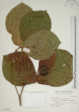 中文名:欖仁舅(S017460)學名:Neonauclea reticulata (Havil.) Merr.(S017460)英文名:Flase Indian Almond