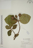 中文名:欖仁舅(S051104)學名:Neonauclea reticulata (Havil.) Merr.(S051104)英文名:Flase Indian Almond