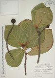 中文名:欖仁舅(S053840)學名:Neonauclea reticulata (Havil.) Merr.(S053840)英文名:Flase Indian Almond