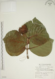 中文名:欖仁舅(S063042)學名:Neonauclea reticulata (Havil.) Merr.(S063042)英文名:Flase Indian Almond