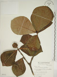 中文名:欖仁舅(S065122)學名:Neonauclea reticulata (Havil.) Merr.(S065122)英文名:Flase Indian Almond