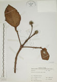 中文名:欖仁舅(S072312)學名:Neonauclea reticulata (Havil.) Merr.(S072312)英文名:Flase Indian Almond