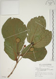 中文名:欖仁舅(S074928)學名:Neonauclea reticulata (Havil.) Merr.(S074928)英文名:Flase Indian Almond