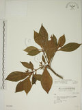 中文名:貝木(S032209)學名:Timonius arboreus Elmer(S032209)英文名:Lanyu Timonius