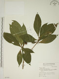 中文名:貝木(S067939)學名:Timonius arboreus Elmer(S067939)英文名:Lanyu Timonius