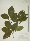 中文名:貝木(S074957)學名:Timonius arboreus Elmer(S074957)英文名:Lanyu Timonius