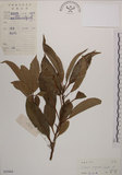 中文名:木荷(S029464)學名:Schima superba Gardn. & Champ. var. superba.(S029464)英文名:Chinese gugert-tree