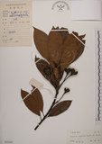 中文名:木荷(S033397)學名:Schima superba Gardn. & Champ. var. superba.(S033397)英文名:Chinese gugert-tree