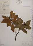 中文名:木荷(S037366)學名:Schima superba Gardn. & Champ. var. superba.(S037366)英文名:Chinese gugert-tree