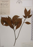 中文名:木荷(S045482)學名:Schima superba Gardn. & Champ. var. superba.(S045482)英文名:Chinese gugert-tree