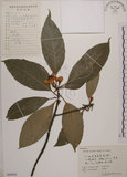 中文名:木荷(S060844)學名:Schima superba Gardn. & Champ. var. superba.(S060844)英文名:Chinese gugert-tree