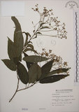 中文名:大青(S000510)學名:Clerodendrum cyrtophyllum Turcz.(S000510)英文名:Many flower glorybower