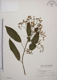 中文名:大青(S003234)學名:Clerodendrum cyrtophyllum Turcz.(S003234)英文名:Many flower glorybower
