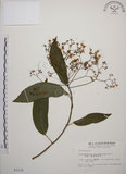 中文名:大青(S003235)學名:Clerodendrum cyrtophyllum Turcz.(S003235)英文名:Many flower glorybower