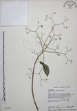 中文名:大青(S013004)學名:Clerodendrum cyrtophyllum Turcz.(S013004)英文名:Many flower glorybower