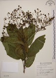 中文名:大青(S013190)學名:Clerodendrum cyrtophyllum Turcz.(S013190)英文名:Many flower glorybower