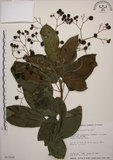 中文名:大青(S013645)學名:Clerodendrum cyrtophyllum Turcz.(S013645)英文名:Many flower glorybower