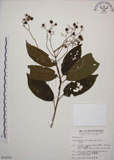 中文名:大青(S014350)學名:Clerodendrum cyrtophyllum Turcz.(S014350)英文名:Many flower glorybower
