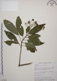 中文名:大青(S015455)學名:Clerodendrum cyrtophyllum Turcz.(S015455)英文名:Many flower glorybower