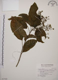 中文名:大青(S017022)學名:Clerodendrum cyrtophyllum Turcz.(S017022)英文名:Many flower glorybower