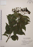 中文名:大青(S017384)學名:Clerodendrum cyrtophyllum Turcz.(S017384)英文名:Many flower glorybower