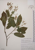 中文名:大青(S017623)學名:Clerodendrum cyrtophyllum Turcz.(S017623)英文名:Many flower glorybower