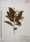 中文名:大青(S026156)學名:Clerodendrum cyrtophyllum Turcz.(S026156)英文名:Many flower glorybower