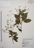 中文名:大青(S028711)學名:Clerodendrum cyrtophyllum Turcz.(S028711)英文名:Many flower glorybower
