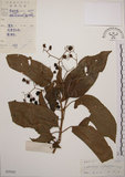 中文名:大青(S029505)學名:Clerodendrum cyrtophyllum Turcz.(S029505)英文名:Many flower glorybower