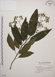 中文名:大青(S031767)學名:Clerodendrum cyrtophyllum Turcz.(S031767)英文名:Many flower glorybower