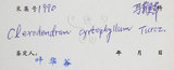 中文名:大青(S038264)學名:Clerodendrum cyrtophyllum Turcz.(S038264)英文名:Many flower glorybower