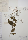 中文名:大青(S038264)學名:Clerodendrum cyrtophyllum Turcz.(S038264)英文名:Many flower glorybower