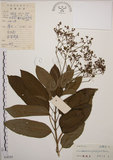 中文名:大青(S038385)學名:Clerodendrum cyrtophyllum Turcz.(S038385)英文名:Many flower glorybower