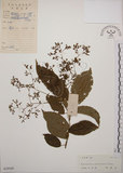 中文名:大青(S039549)學名:Clerodendrum cyrtophyllum Turcz.(S039549)英文名:Many flower glorybower