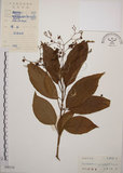 中文名:大青(S043014)學名:Clerodendrum cyrtophyllum Turcz.(S043014)英文名:Many flower glorybower