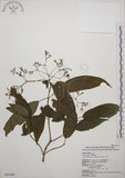 中文名:大青(S043086)學名:Clerodendrum cyrtophyllum Turcz.(S043086)英文名:Many flower glorybower