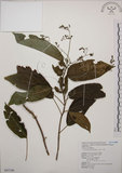 中文名:大青(S043166)學名:Clerodendrum cyrtophyllum Turcz.(S043166)英文名:Many flower glorybower