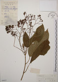 中文名:大青(S044237)學名:Clerodendrum cyrtophyllum Turcz.(S044237)英文名:Many flower glorybower