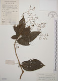 中文名:大青(S045049)學名:Clerodendrum cyrtophyllum Turcz.(S045049)英文名:Many flower glorybower