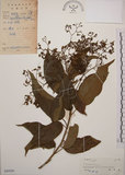 中文名:大青(S045920)學名:Clerodendrum cyrtophyllum Turcz.(S045920)英文名:Many flower glorybower
