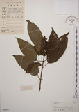 中文名:大青(S046003)學名:Clerodendrum cyrtophyllum Turcz.(S046003)英文名:Many flower glorybower