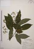 中文名:大青(S050846)學名:Clerodendrum cyrtophyllum Turcz.(S050846)英文名:Many flower glorybower