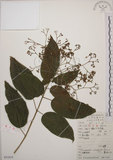 中文名:大青(S051610)學名:Clerodendrum cyrtophyllum Turcz.(S051610)英文名:Many flower glorybower