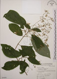 中文名:大青(S054494)學名:Clerodendrum cyrtophyllum Turcz.(S054494)英文名:Many flower glorybower