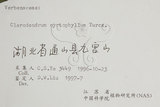 中文名:大青(S055294)學名:Clerodendrum cyrtophyllum Turcz.(S055294)英文名:Many flower glorybower