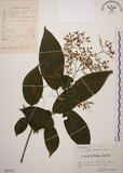 中文名:大青(S055421)學名:Clerodendrum cyrtophyllum Turcz.(S055421)英文名:Many flower glorybower