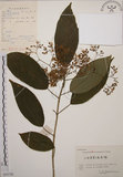 中文名:大青(S055728)學名:Clerodendrum cyrtophyllum Turcz.(S055728)英文名:Many flower glorybower