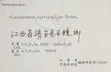 中文名:大青(S056607)學名:Clerodendrum cyrtophyllum Turcz.(S056607)英文名:Many flower glorybower